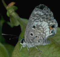 A female Miami blue