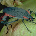 Soapberry Bug