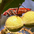 Leptocoris tagalicus on its native host tree