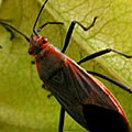 Soapberry bug investigating Balloon Vine